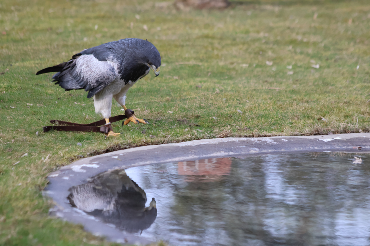 Blaubussard Selly Blaubussard Selly