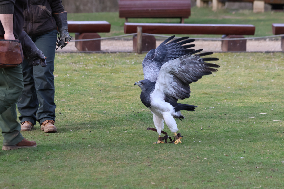 Blaubussard Selly Blaubussard Selly