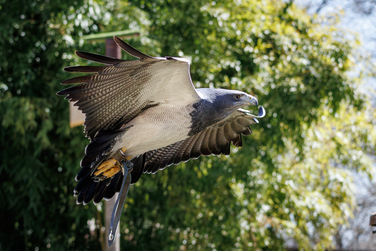 Blaubussard Selly Blaubussard Selly