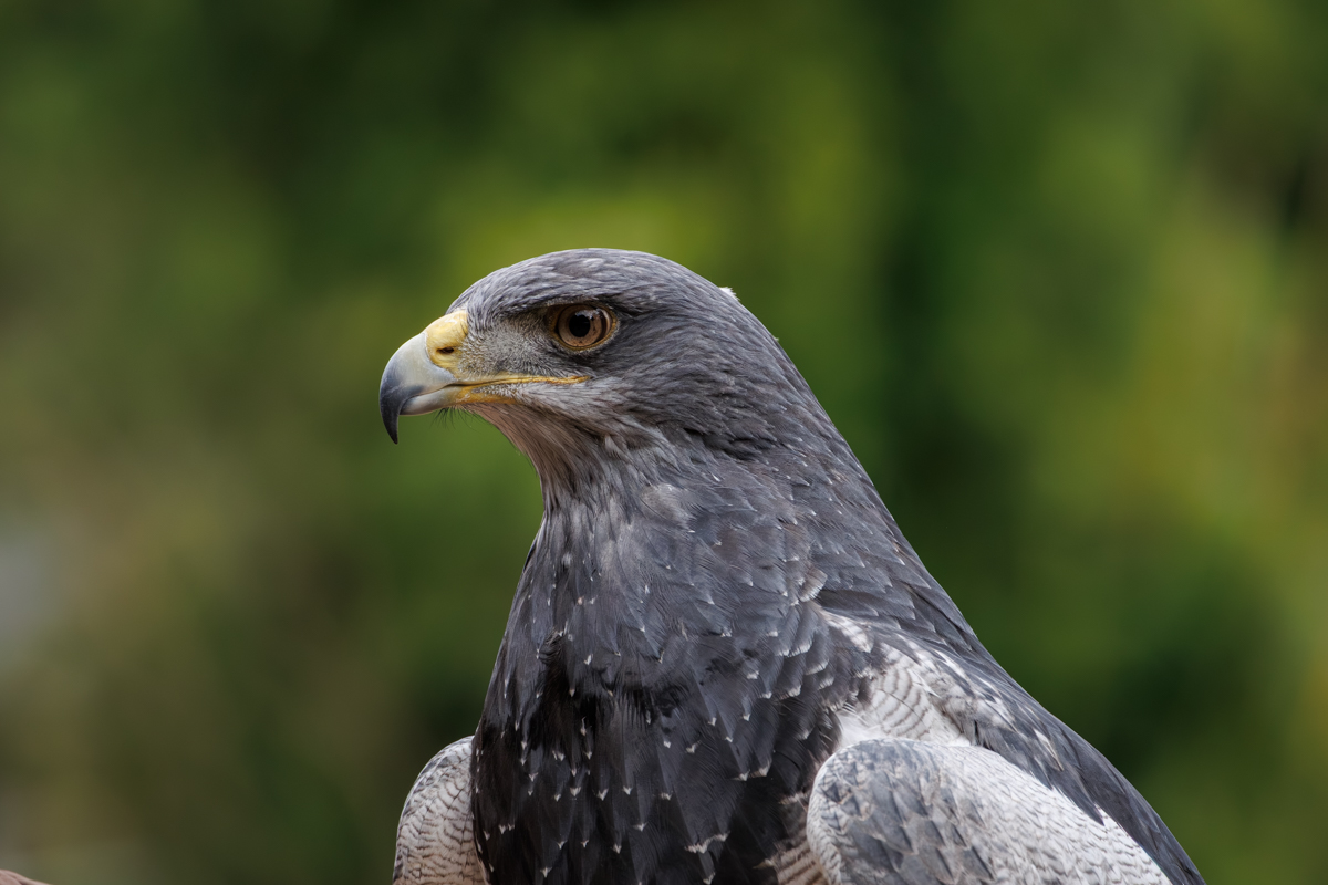 Blaubussard Selly Blaubussard Selly